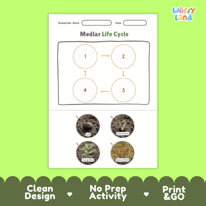 Educational reference chart poster showing the 4 stages of the medlar life cycle from seed and germination to young seedling and mature fruit tree