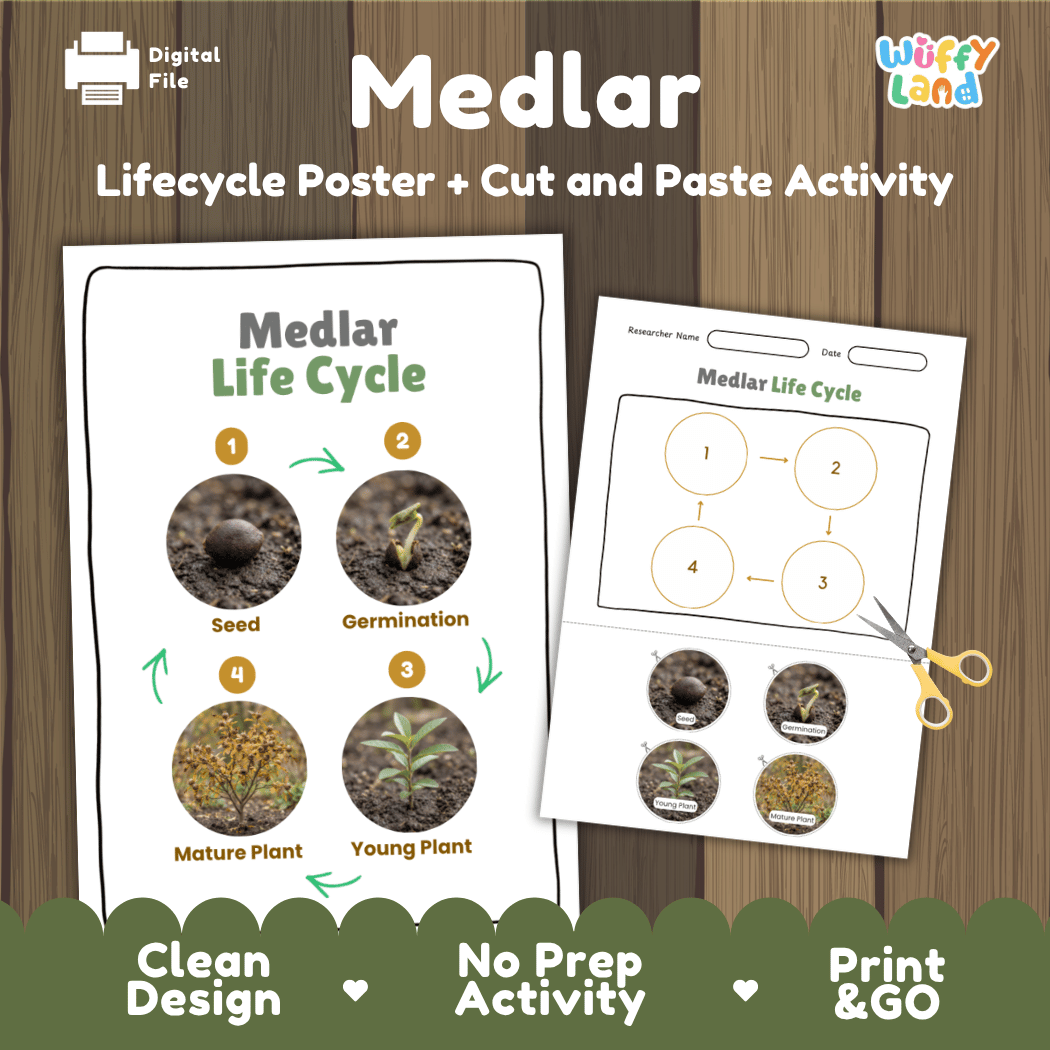 Medlar tree plant life cycle educational poster and cut and paste printable sequencing activity featuring real photos for elementary science
