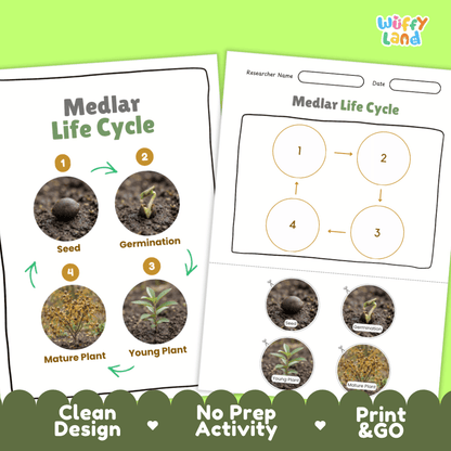 Print and go digital PDF plant science activity featuring clean design layout, researcher name line, and zero prep classroom format