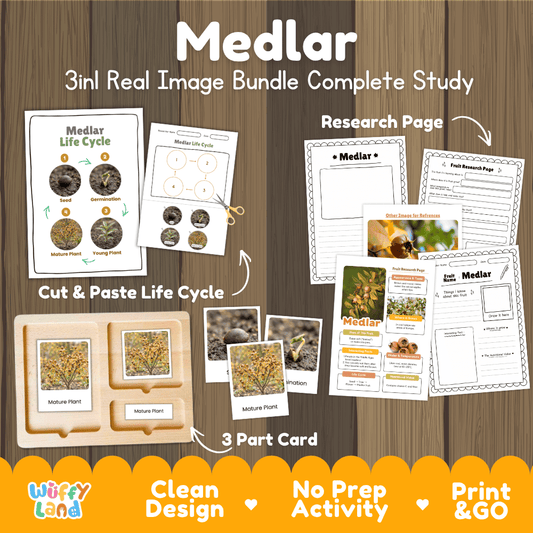 Medlar tree life cycle 3in1 real image bundle complete study overview featuring cut and paste worksheets, Montessori 3-part cards, and research pages from Wuffy Land 🍎🌱