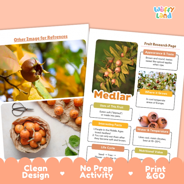 Two educational activity sheets about fruit, including a medlar fruit research page, displayed on a peach-colored background with decorative scalloped borders and the brand name 'wuffyland' in the top right.