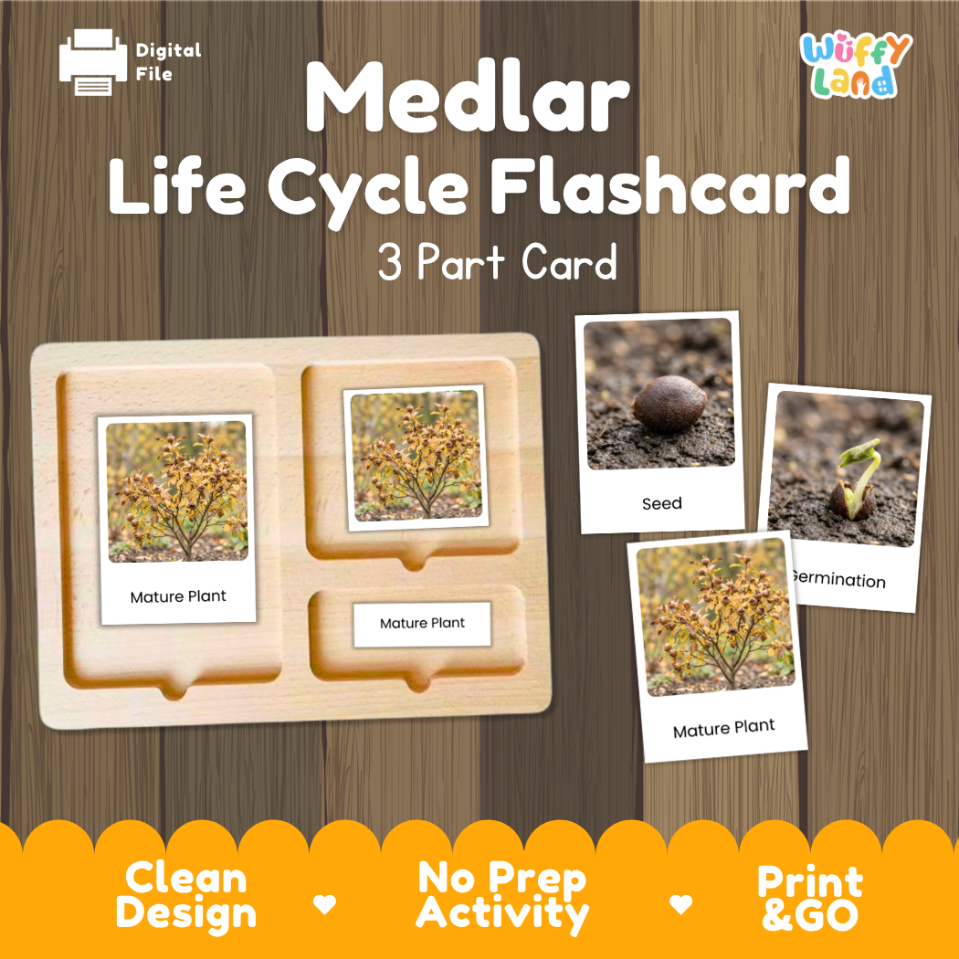 Medlar Life Cycle Flashcard 3 Part Card Montessori Printable Activity