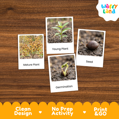 Medlar Life Cycle Flashcard 3 Part Card Montessori Printable Activity