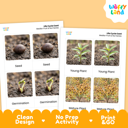 Two printed life cycle cards for medlar fruit and nut series shown on a warm beige background. The cards show labeled photos of a seed, germination, young plant, and mature plant.