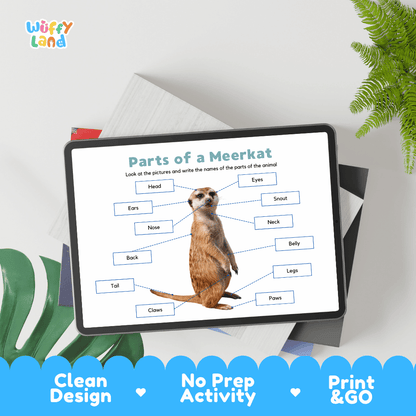 Differentiated meerkat body parts labeling worksheets featuring fill-in write-in boxes and vocabulary word bank