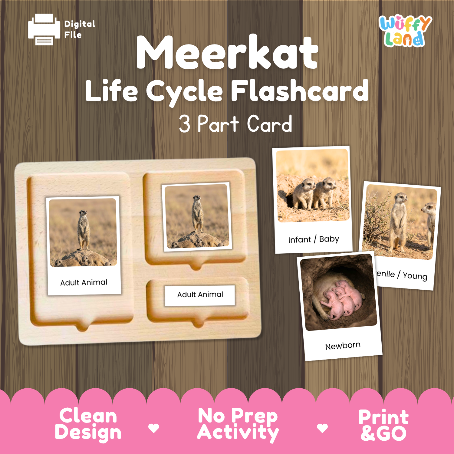 A digital product preview for a 'Meerkat Life Cycle Flashcard' set by Wiffy Land, showing a wooden 3-part card tray with sample flashcards depicting meerkats in different life stages (adult, baby, newborn) on a wood-grain background.