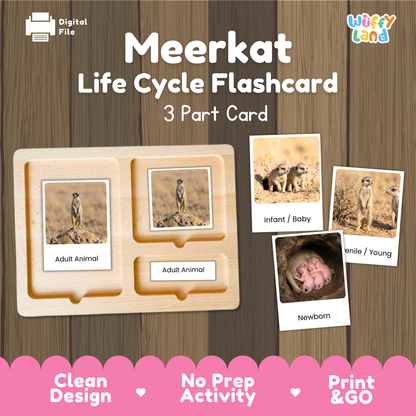 A digital product preview for a 'Meerkat Life Cycle Flashcard' set by Wiffy Land, showing a wooden 3-part card tray with sample flashcards depicting meerkats in different life stages (adult, baby, newborn) on a wood-grain background.