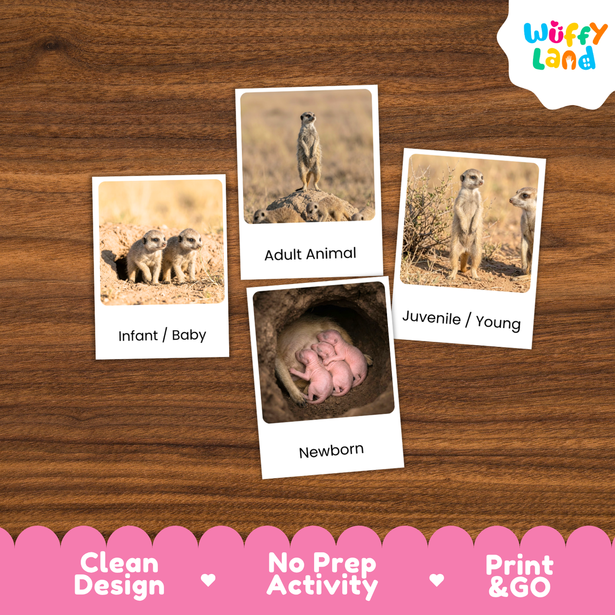 Four printed activity cards showing meerkat photos labeled Infant / Baby, Adult Animal, Juvenile / Young, and Newborn, arranged on a brown wood surface. A white cloud logo reading Wuffi Land appears in the top right, and a pink banner at the bottom says Clean Design, No Prep Activity, and Print & GO.
