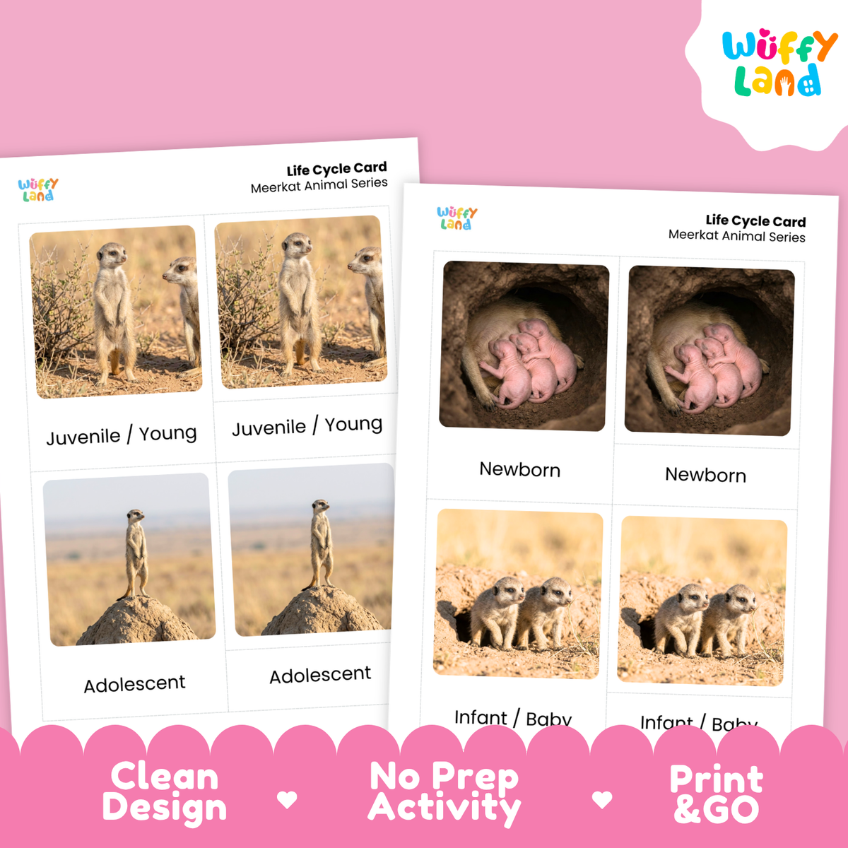 Two printed 'Life Cycle Card' sheets for meerkats on a pink background. The cards show labeled panels for juvenile, adolescent, newborn, and infant/baby stages with photos of meerkats in desert and den scenes.