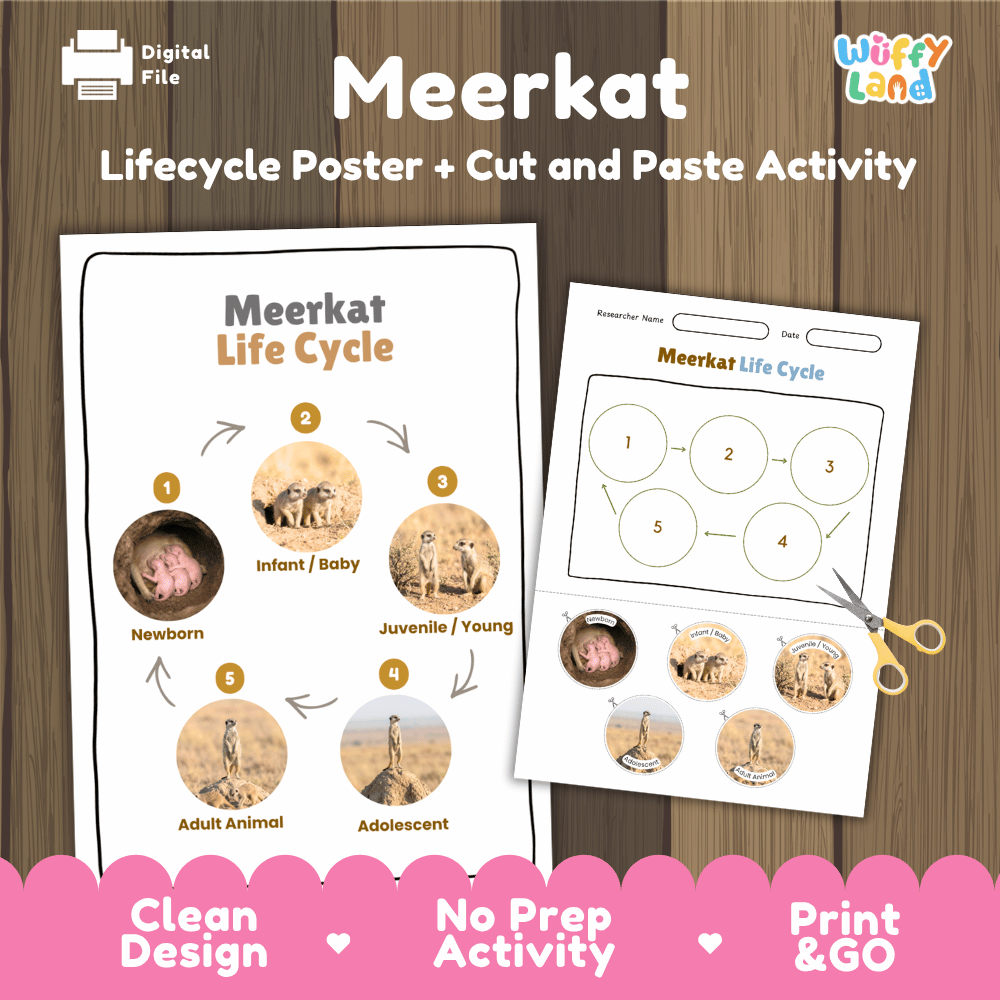 Meerkat Life Cycle Poster and Cut and Paste Worksheet Activity