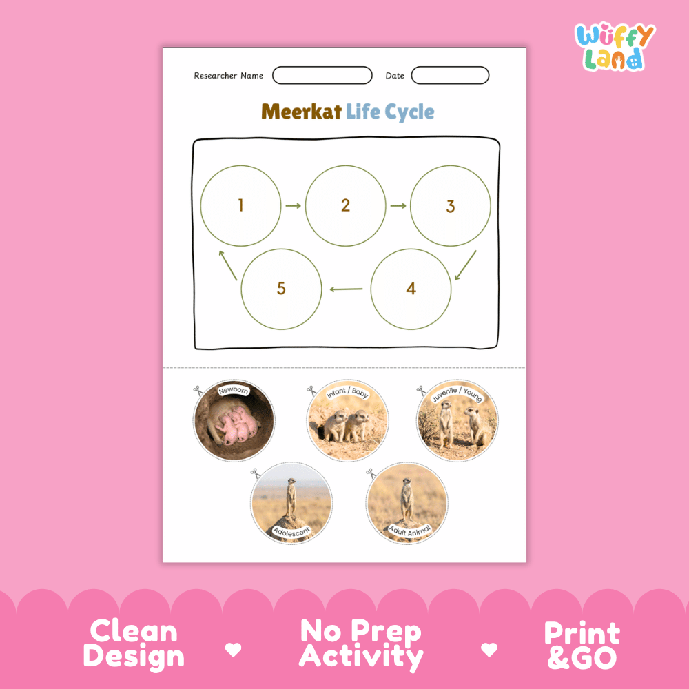 Meerkat Life Cycle Poster and Cut and Paste Worksheet Activity