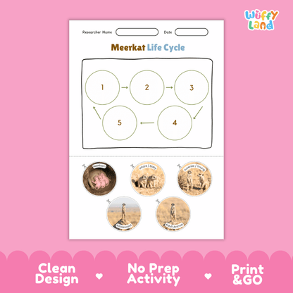 Meerkat Life Cycle Poster and Cut and Paste Worksheet Activity