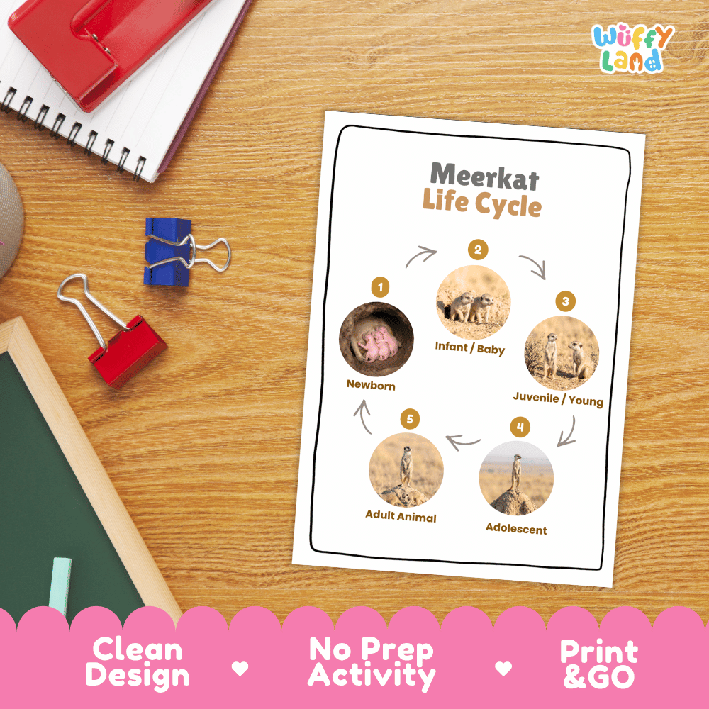 Meerkat Life Cycle Poster and Cut and Paste Worksheet Activity