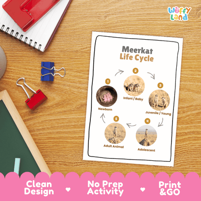 Meerkat Life Cycle Poster and Cut and Paste Worksheet Activity