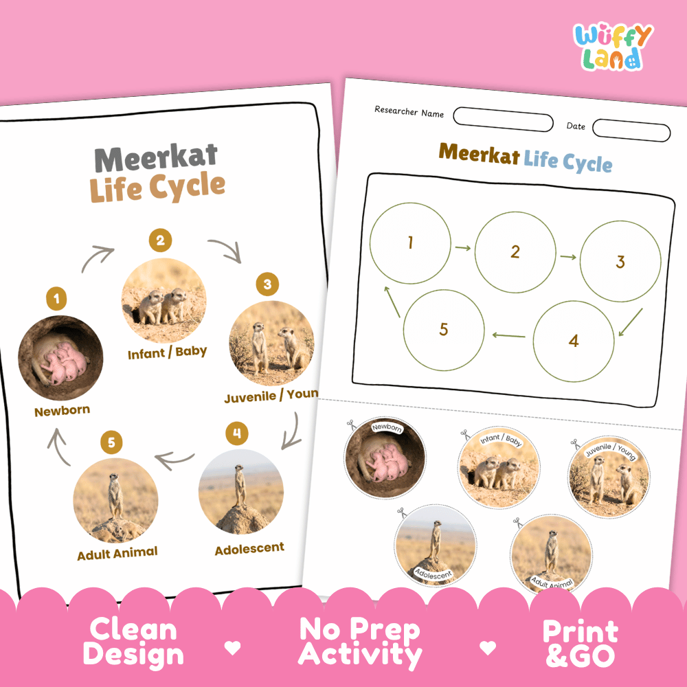 Meerkat Life Cycle Poster and Cut and Paste Worksheet Activity