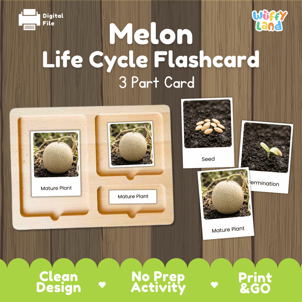 Montessori three part cards featuring real photographic images of melon plant growth stages and mature netted cantaloupe fruit displayed on a wooden tray