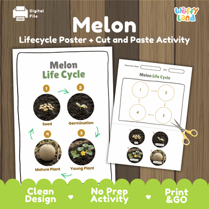 Educational melon plant life cycle cut and paste sequencing worksheet with real photos showing seed, germination, young plant, and mature plant