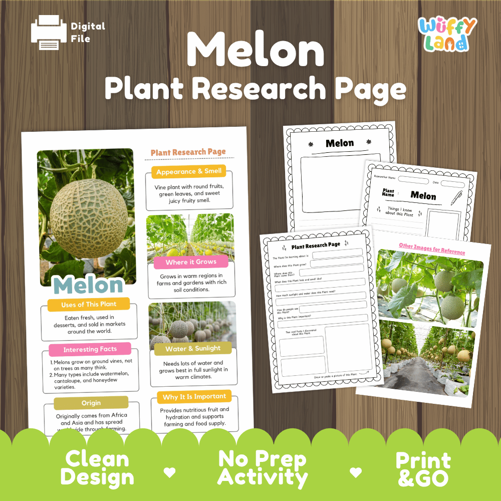 Student plant research page writing worksheets with real close up ripe melon fruit on ground vines, lined note-taking prompts, and drawing frames