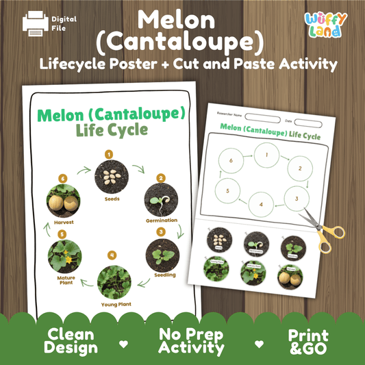 Melon Cantaloupe Lifecycle Poster and Cut and Paste Activity Worksheets | Plant Science Printables
