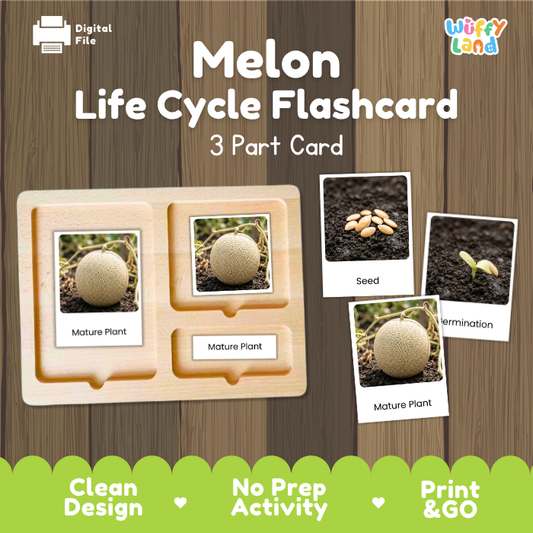 Melon Life Cycle Flashcard 3 Part Card Montessori Science Printable