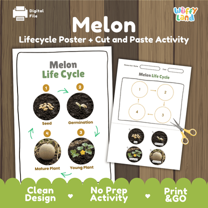 Melon Life Cycle Poster and Cut and Paste Worksheet Activity