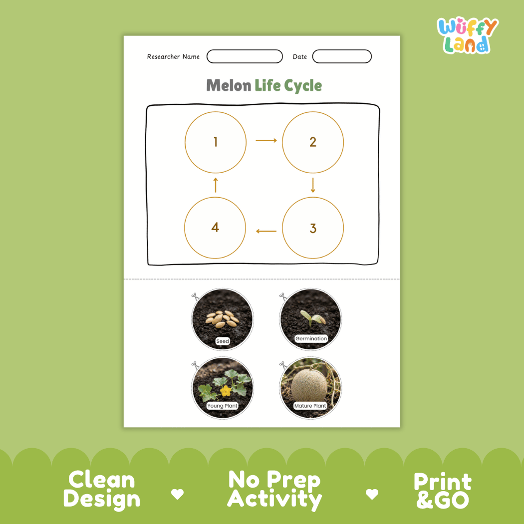 Melon Life Cycle Poster and Cut and Paste Worksheet Activity