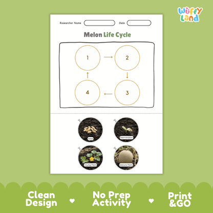 Melon Life Cycle Poster and Cut and Paste Worksheet Activity