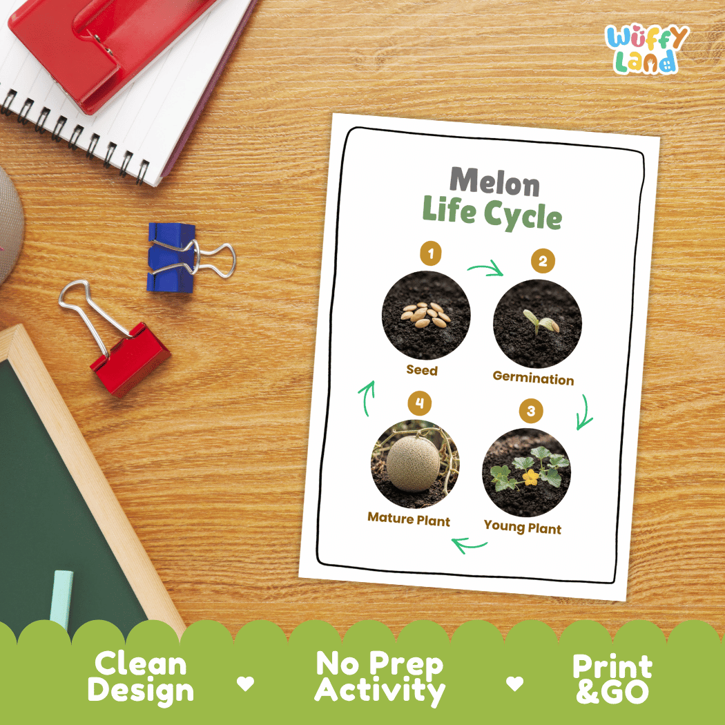 Melon Life Cycle Poster and Cut and Paste Worksheet Activity