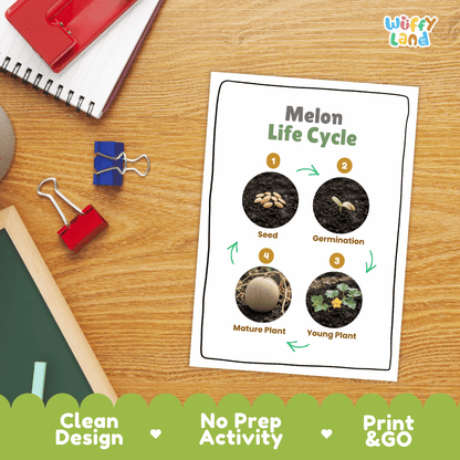 Melon Life Cycle Poster and Cut and Paste Worksheet Activity