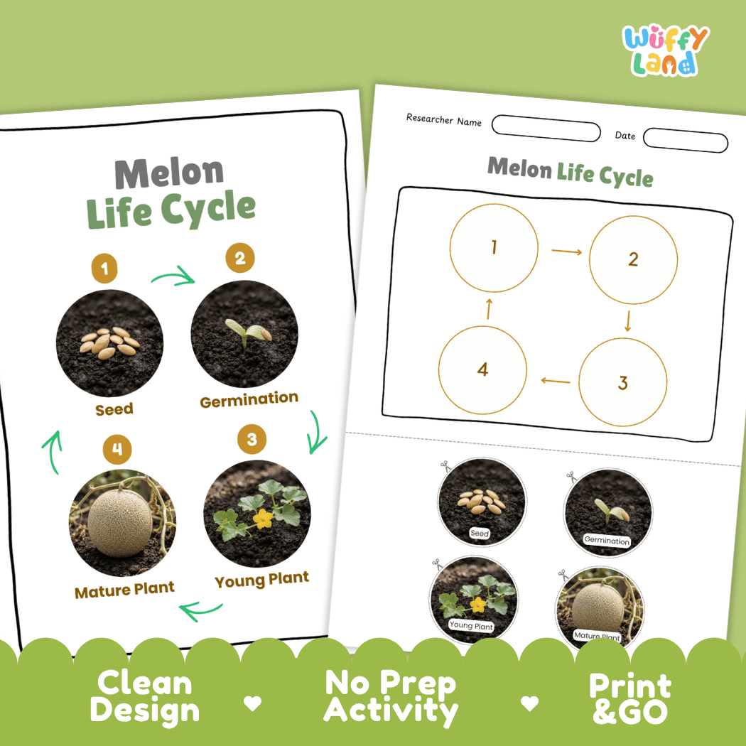 Melon Life Cycle Poster and Cut and Paste Worksheet Activity