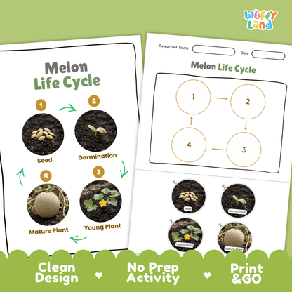 Melon Life Cycle Poster and Cut and Paste Worksheet Activity