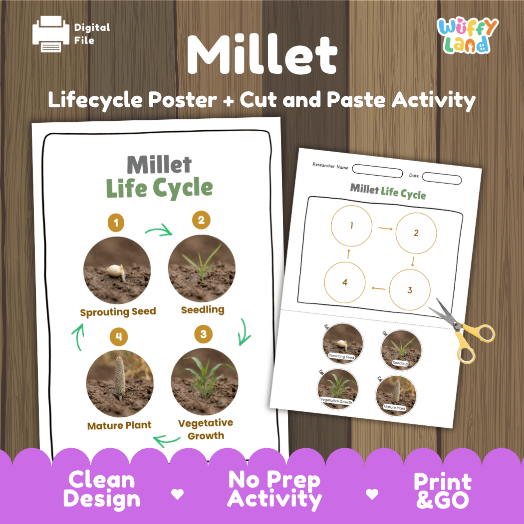 Millet Life Cycle Poster and Cut and Paste Worksheet Activity