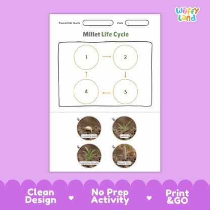 Millet Life Cycle Poster and Cut and Paste Worksheet Activity