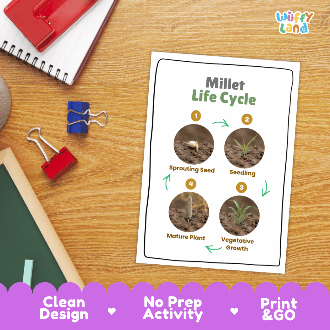 Millet Life Cycle Poster and Cut and Paste Worksheet Activity