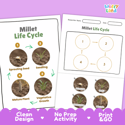 Millet Life Cycle Poster and Cut and Paste Worksheet Activity