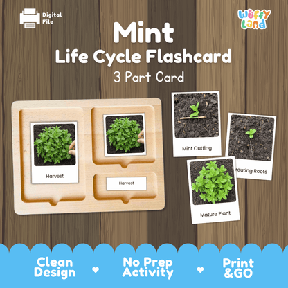 Montessori three part cards featuring real photographic images of mint plant growth stages and fresh leafy harvest displayed on a wooden tray