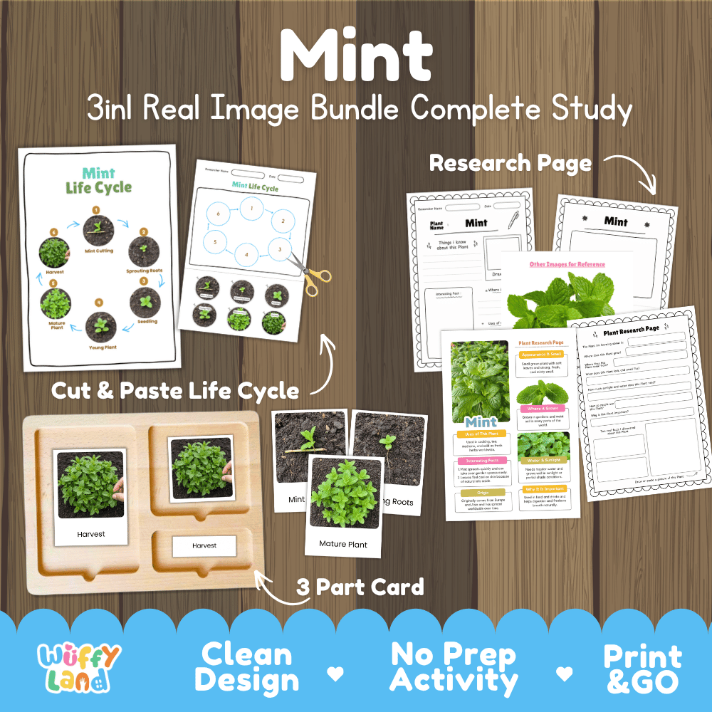 Mint plant 3in1 real image bundle complete study printable featuring life cycle cut and paste worksheets, Montessori 3-part cards, and research pages