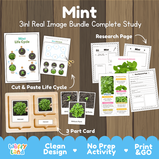Mint plant 3in1 real image bundle complete study printable featuring life cycle cut and paste worksheets, Montessori 3-part cards, and research pages