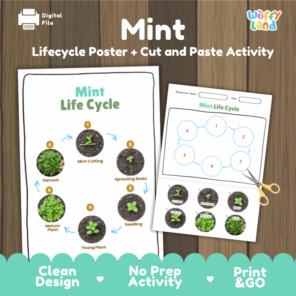 Mint Lifecycle Poster and Cut and Paste Activity Worksheets | Plant Science Printables
