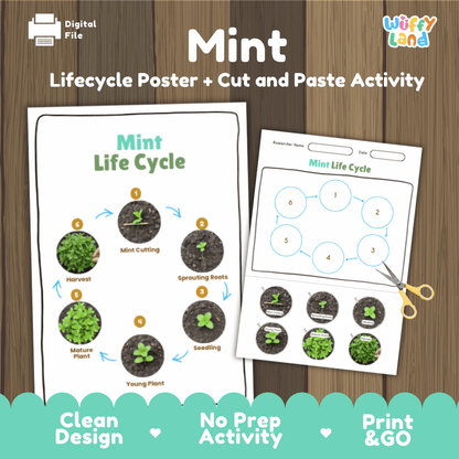Mint Lifecycle Poster and Cut and Paste Activity Worksheets | Plant Science Printables