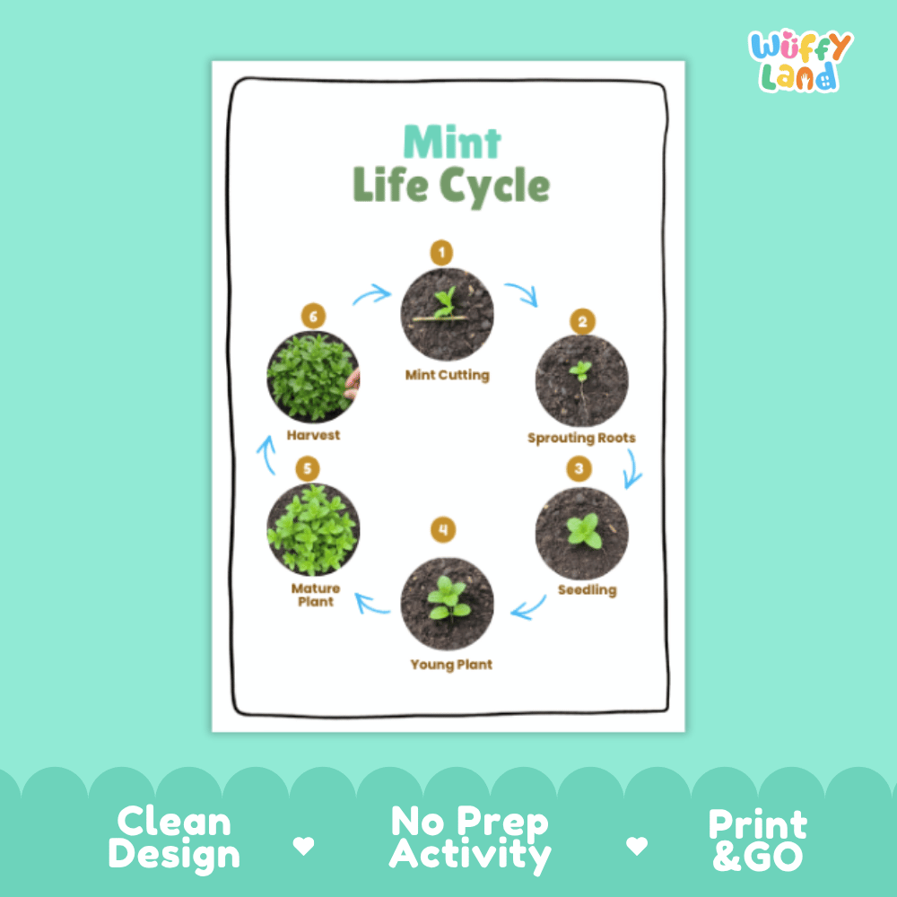 Mint Lifecycle Poster and Cut and Paste Activity Worksheets | Plant Science Printables