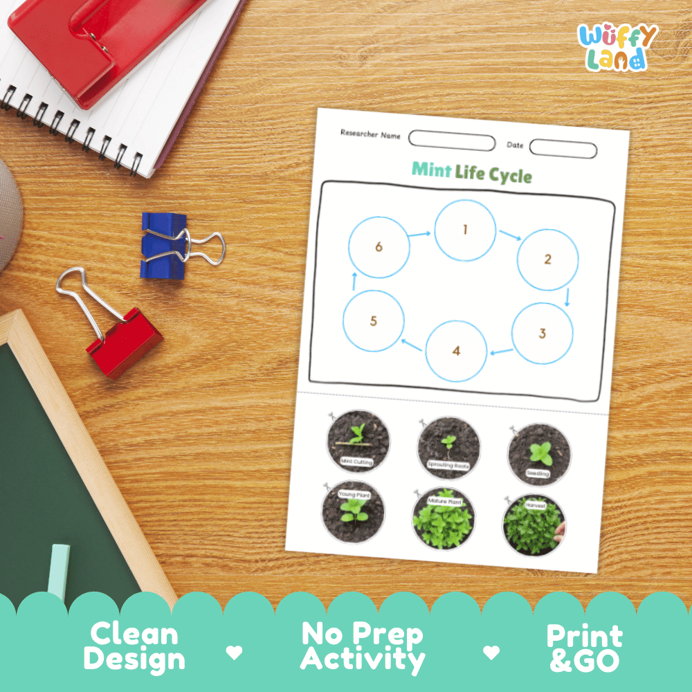 Mint Lifecycle Poster and Cut and Paste Activity Worksheets | Plant Science Printables