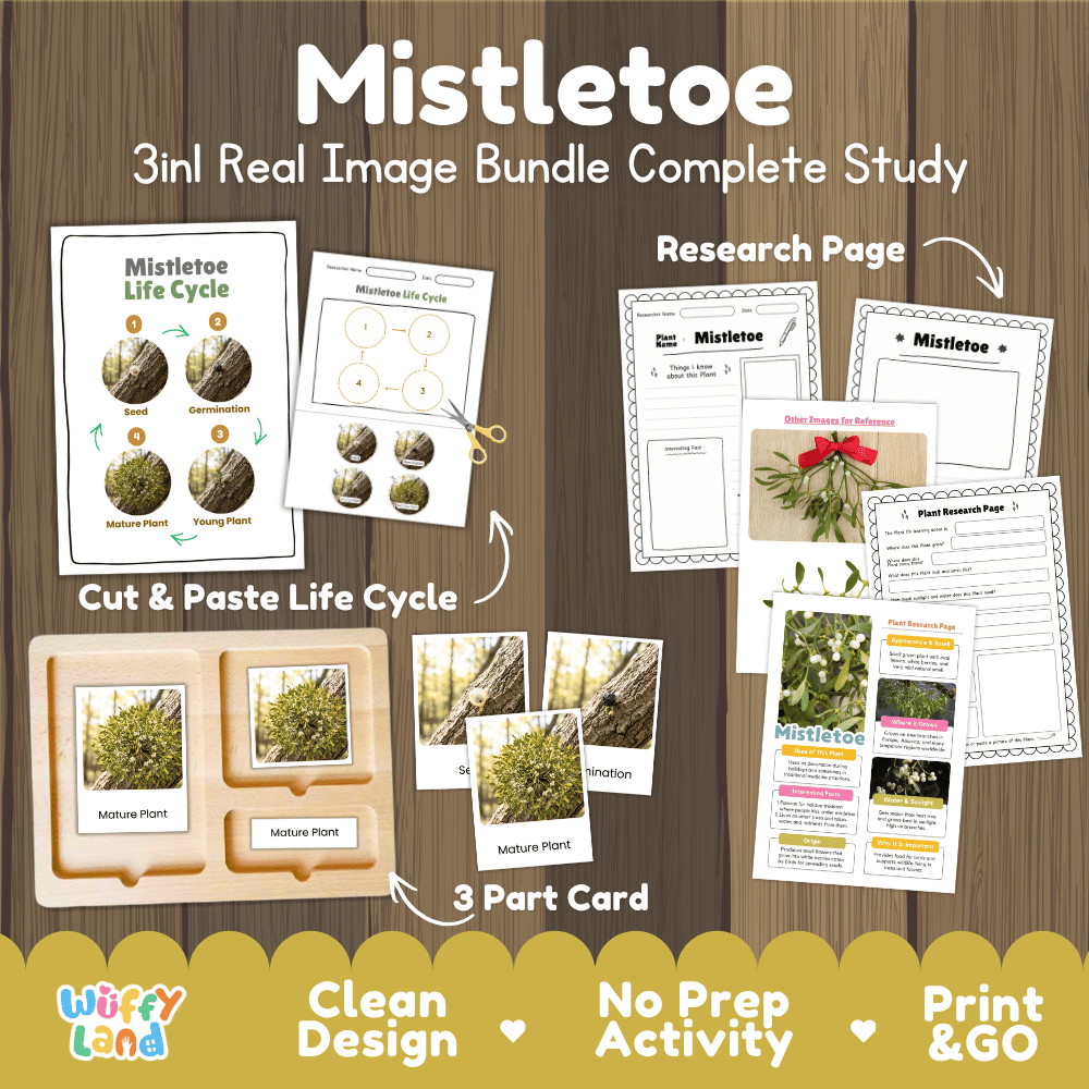 Mistletoe plant 3in1 real image bundle complete study printable featuring life cycle cut and paste worksheets, Montessori 3-part cards, and research pages