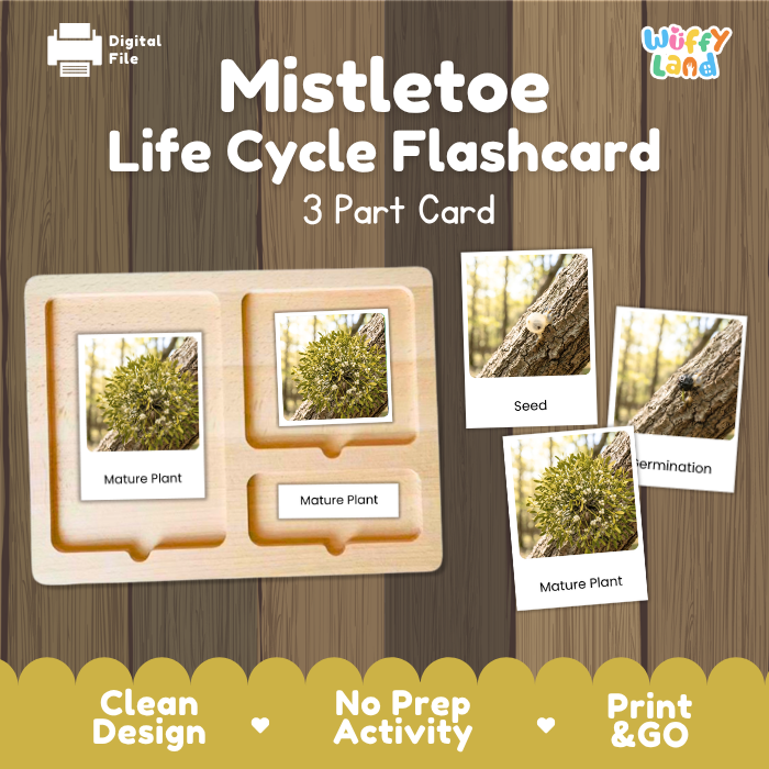 Mistletoe Life Cycle Flashcard 3 Part Card Montessori Science Printable