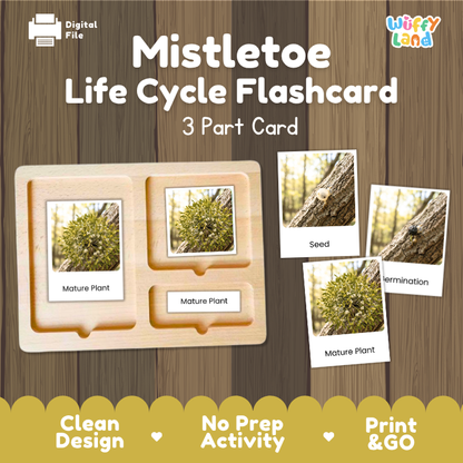 Mistletoe Life Cycle Flashcard 3 Part Card Montessori Science Printable