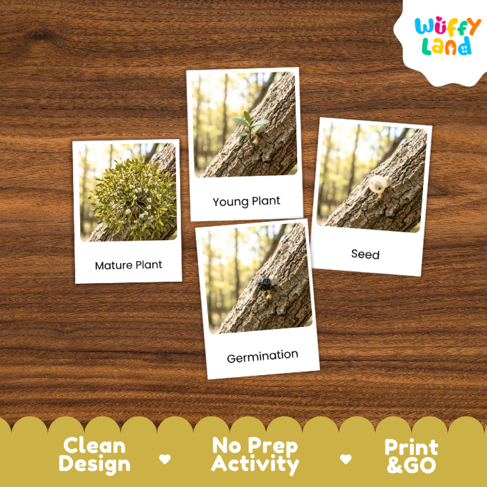 Mistletoe Life Cycle Flashcard 3 Part Card Montessori Science Printable