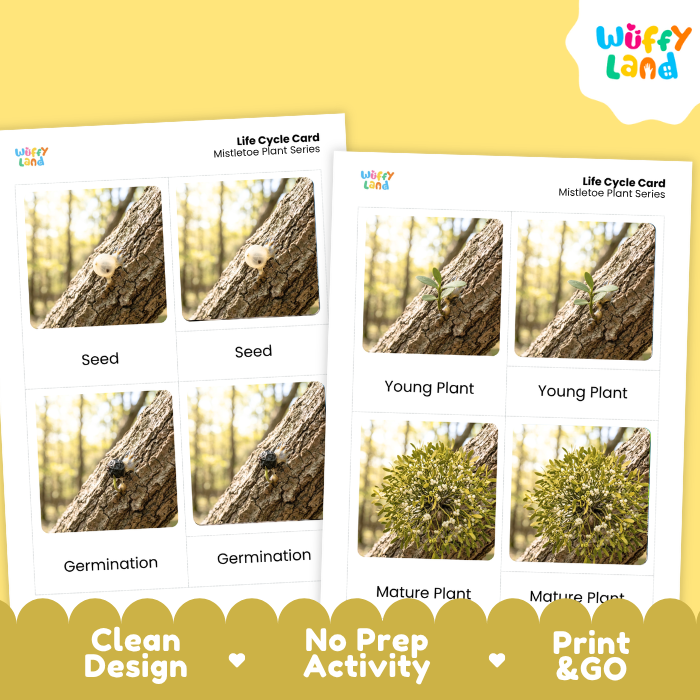 Two printable life cycle cards for a mistletoe plant series shown on a yellow background. The cards feature labeled photos of seed, germination, young plant, mature plant, and other growth stages.