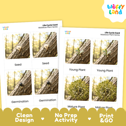 Two printable life cycle cards for a mistletoe plant series shown on a yellow background. The cards feature labeled photos of seed, germination, young plant, mature plant, and other growth stages.