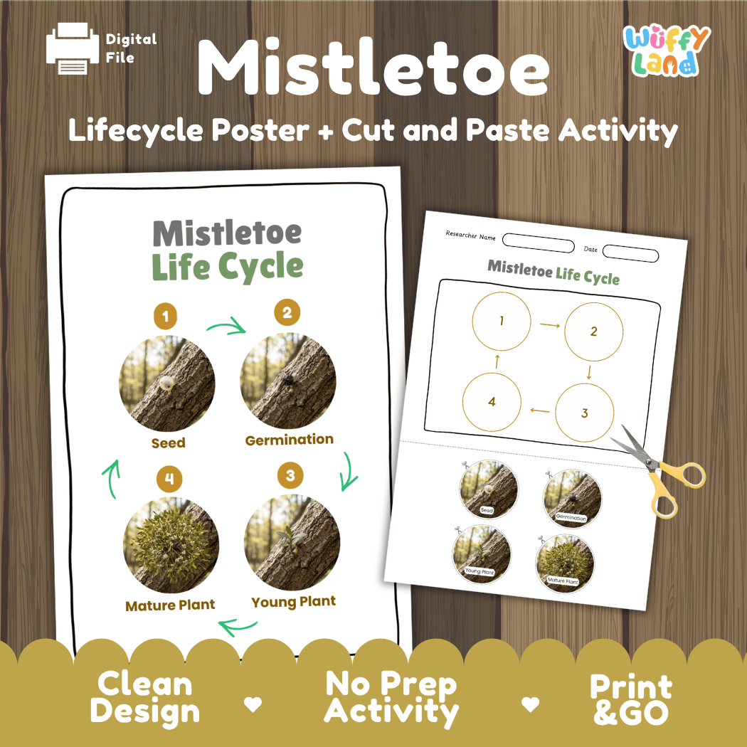 Mistletoe Life Cycle Poster and Cut and Paste Activity Worksheets