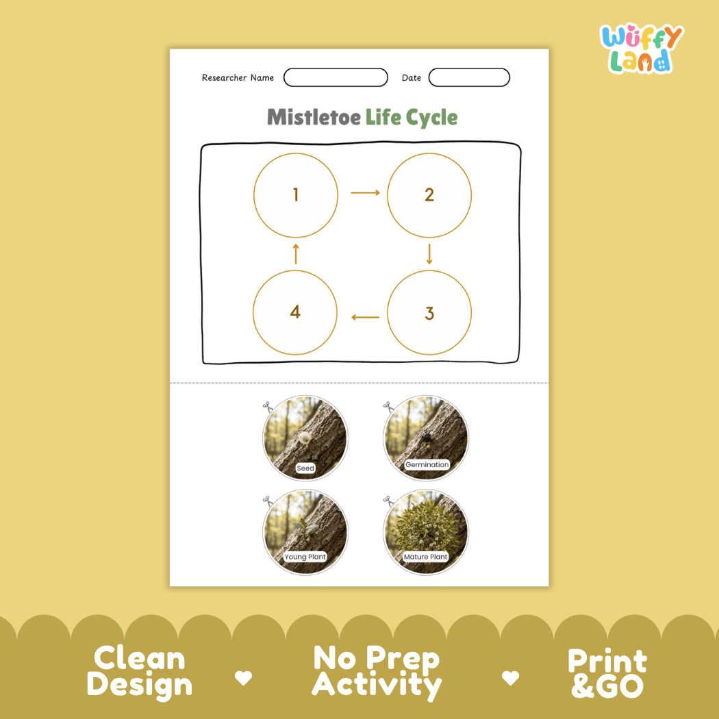 Mistletoe Life Cycle Poster and Cut and Paste Activity Worksheets